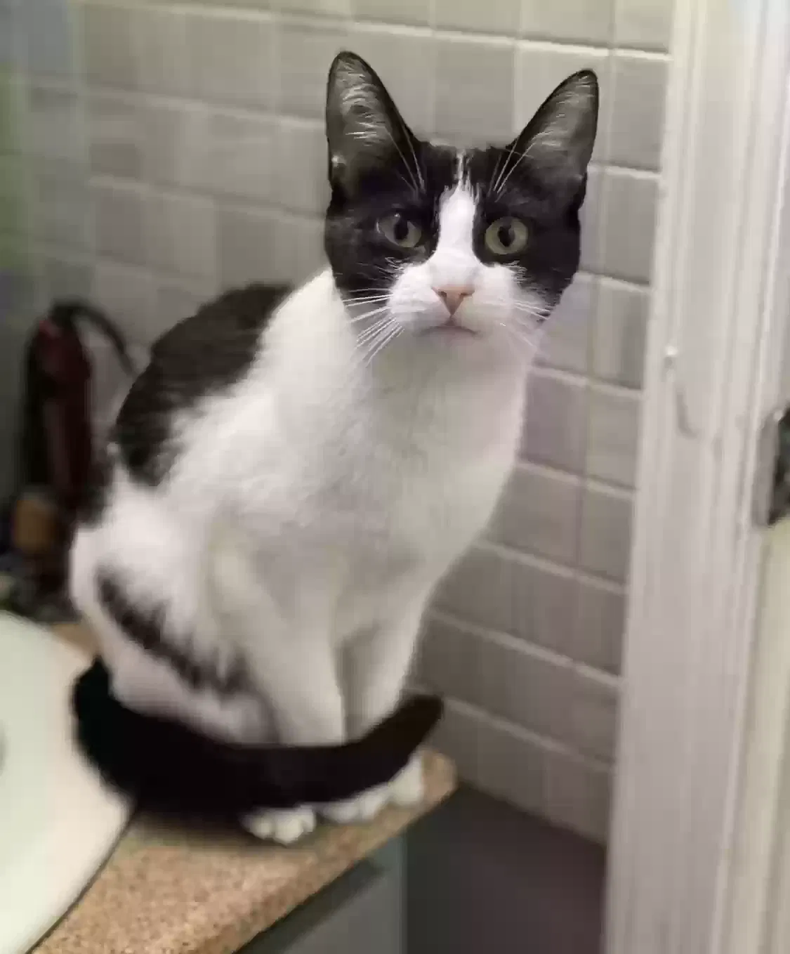 Lost cat in Lusby, MD, 20657