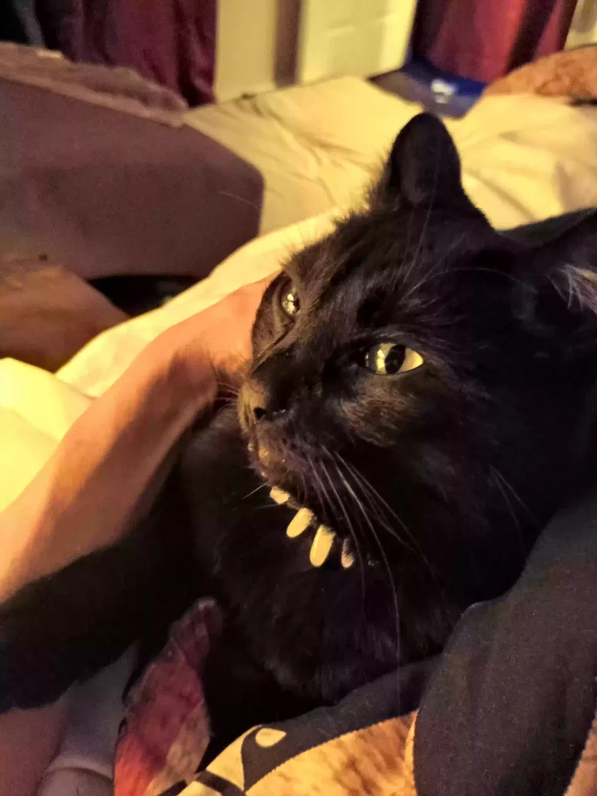 Lost cat in Marysville, WA, 98271