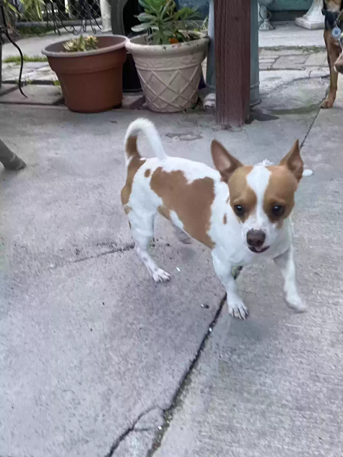 Lost dog in San Jose, CA, 95116