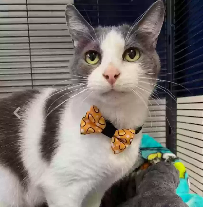Lost cat in Delaware, OH, 43015