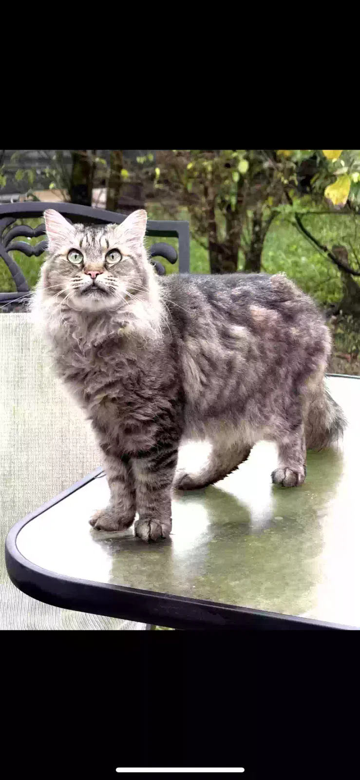 Lost cat in Fort Lauderdale, FL, 33351