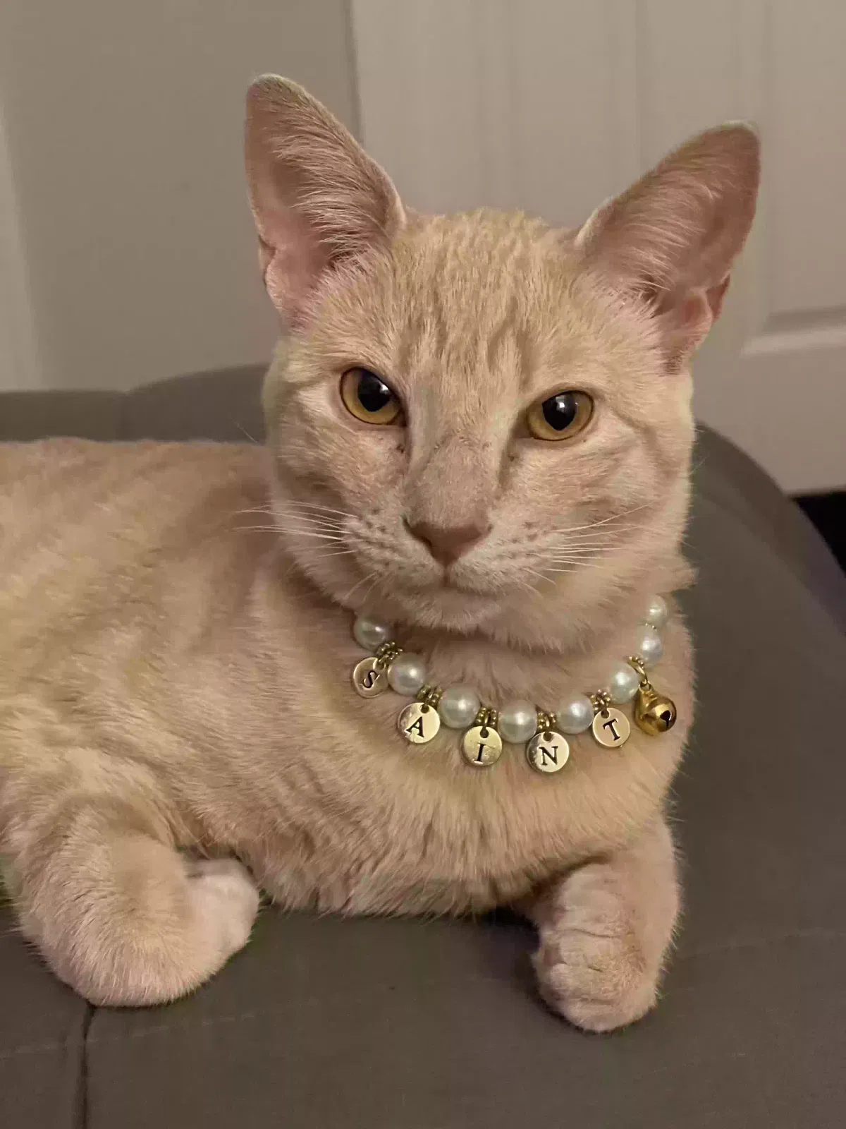 Lost cat in San Jose, CA, 95126