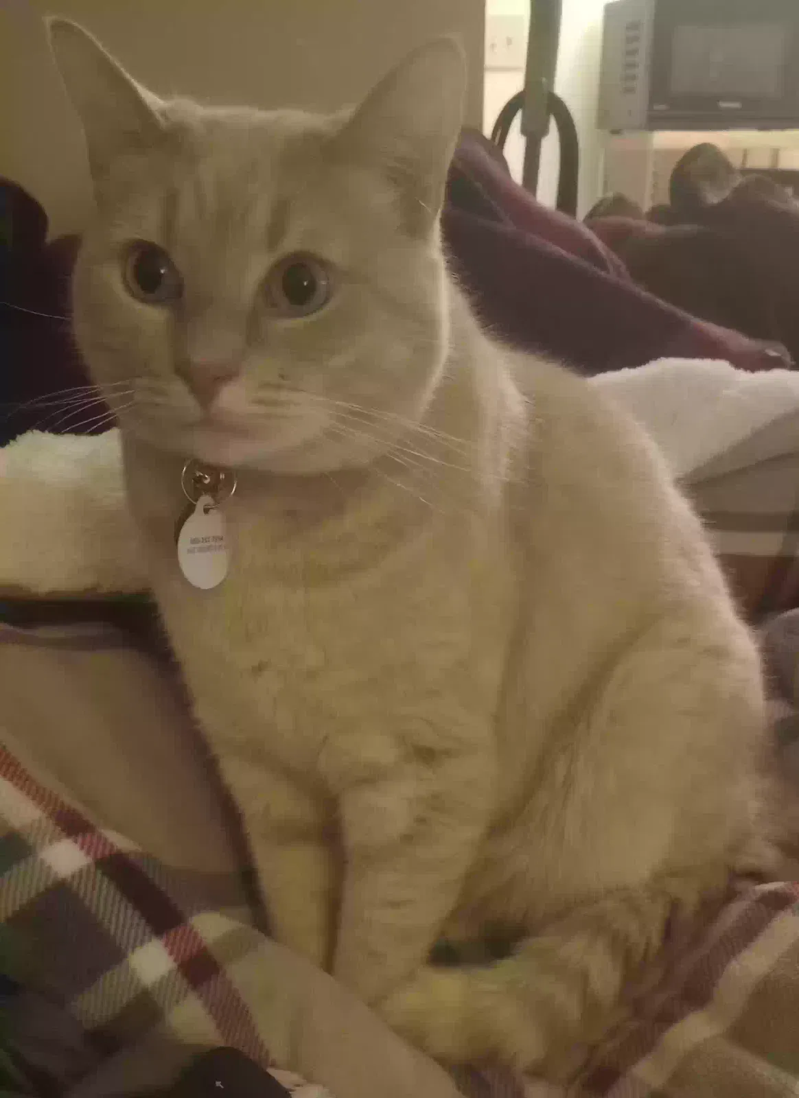Lost cat in Bennett, NC, 27208