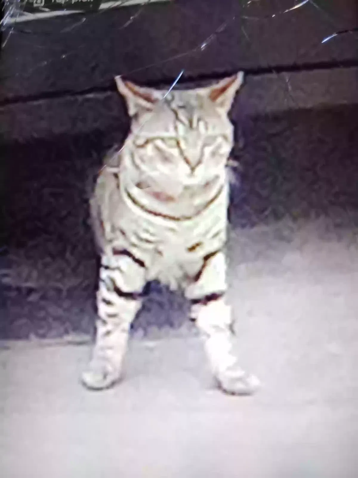 Lost cat in Los Angeles, CA, 90034