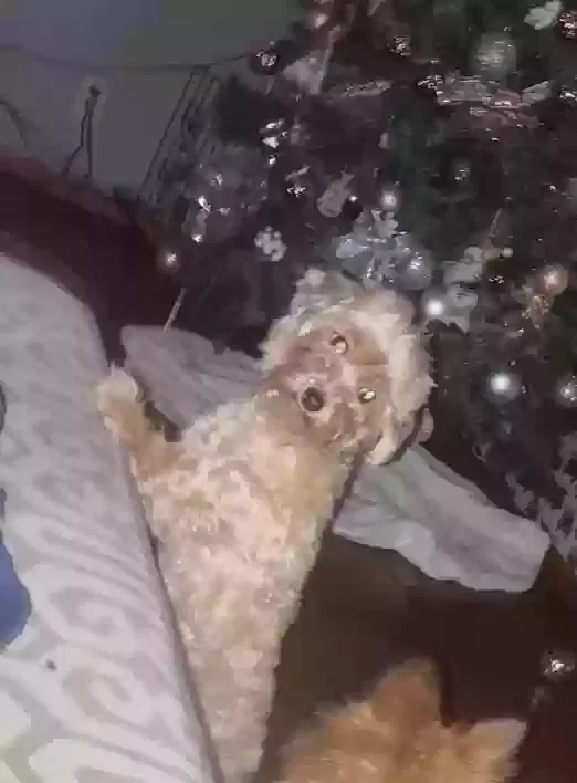 Lost dog in Houston, TX, 77037