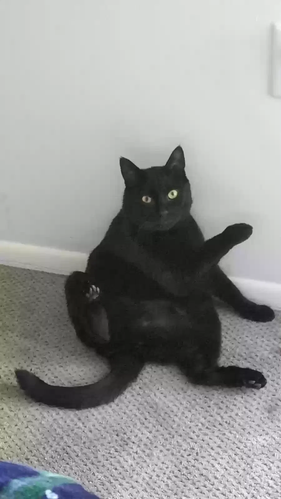 Lost cat in Easton, PA, 18042