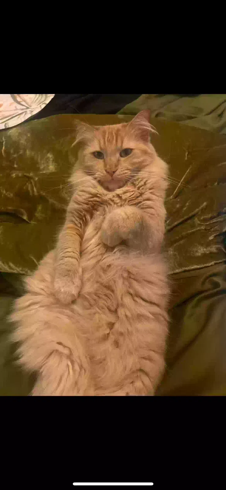 Lost cat in Raleigh, NC, 27603