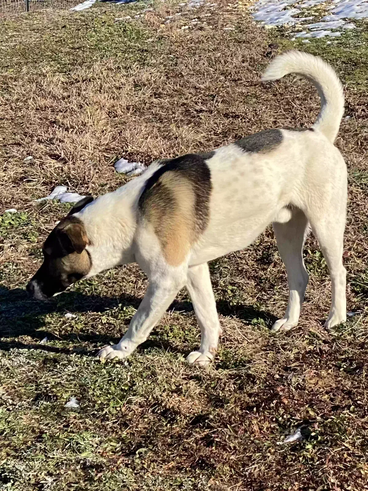 Lost dog in Phil Campbell, AL, 35581
