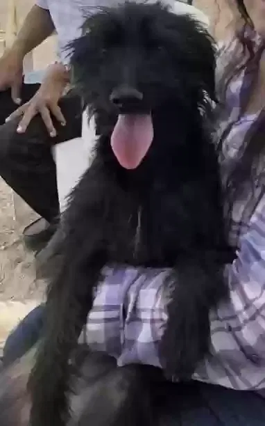 Lost dog in Twentynine Palms, CA, 92277