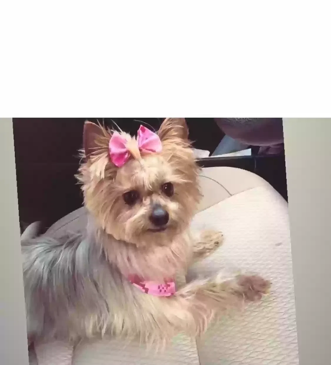 Lost dog in Newark, NJ, 7112