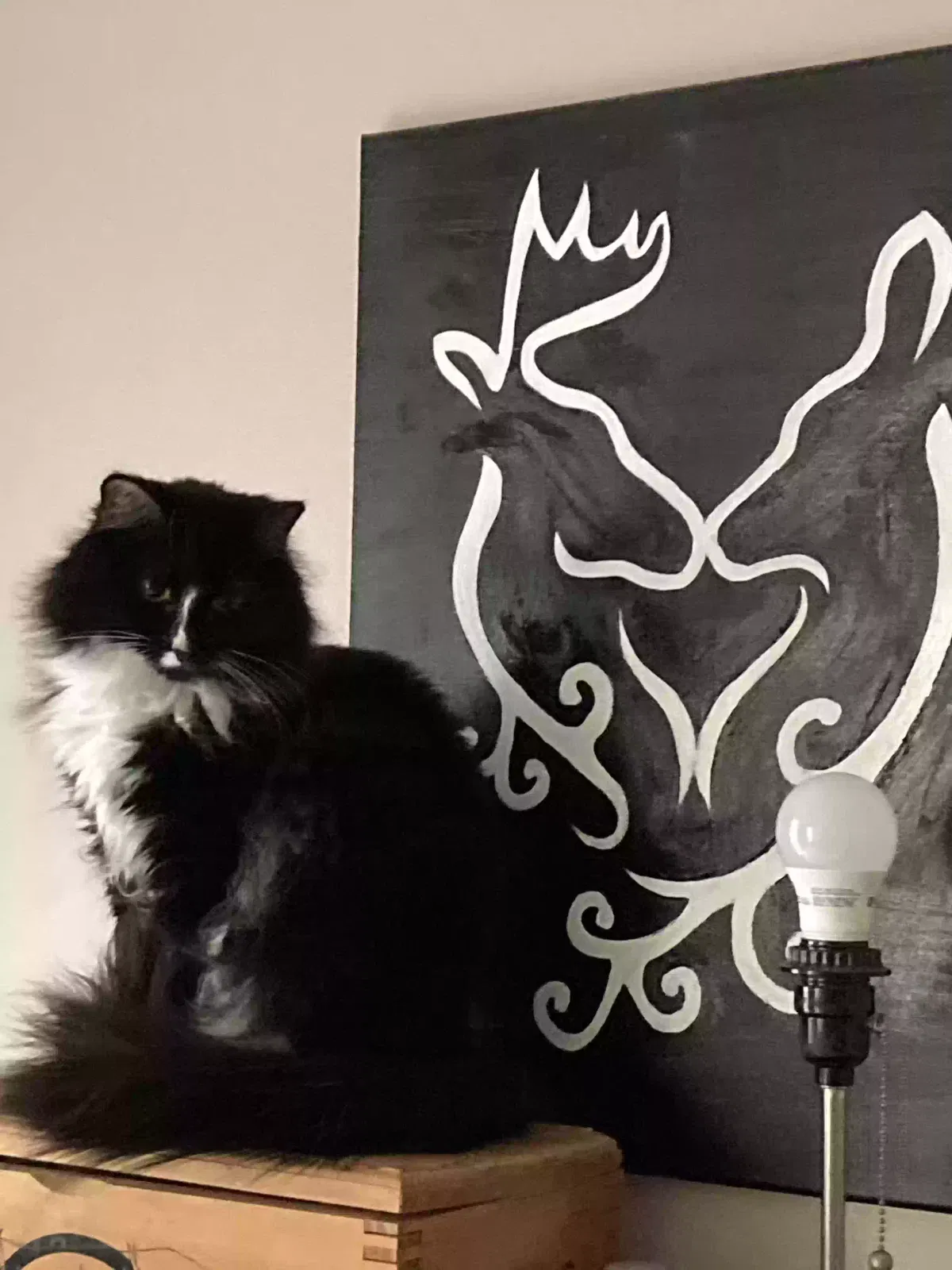 Lost cat in Bryant, AR, 72022