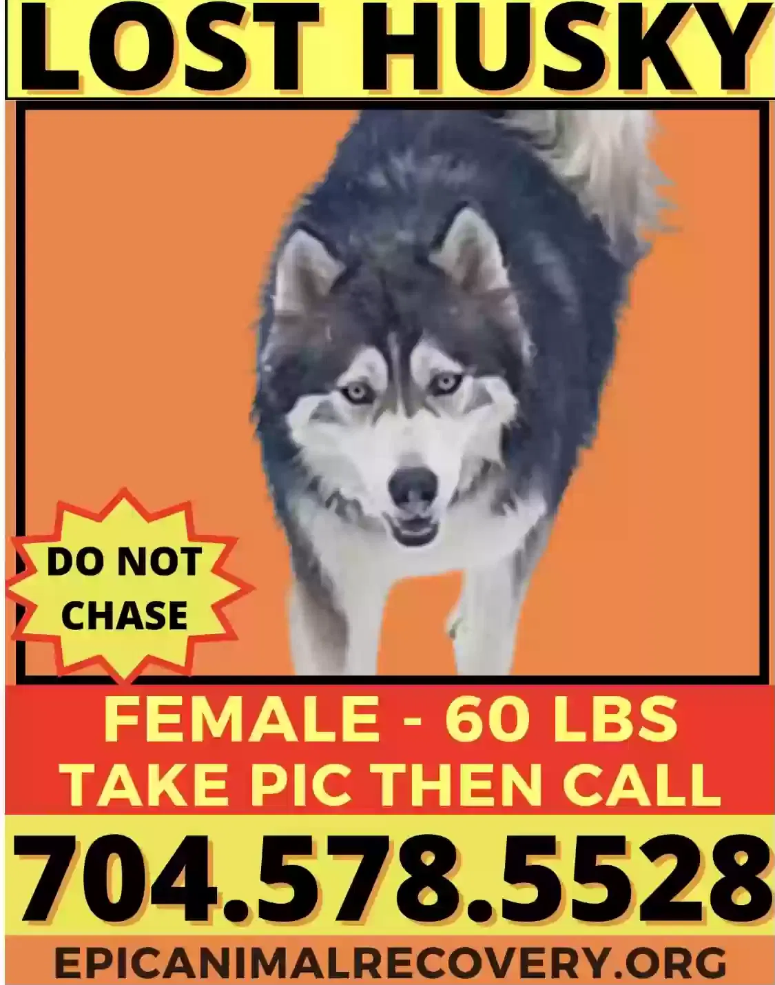Lost dog in Kannapolis, NC, 28083