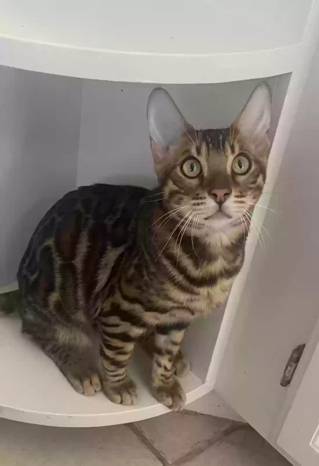 Lost cat in Redwood City, CA, 94065