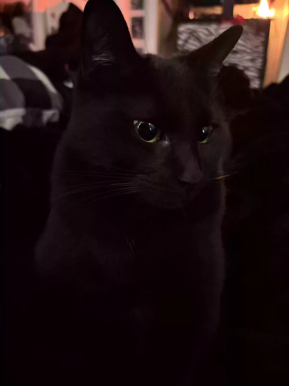 Lost cat in Amarillo, TX, 79118