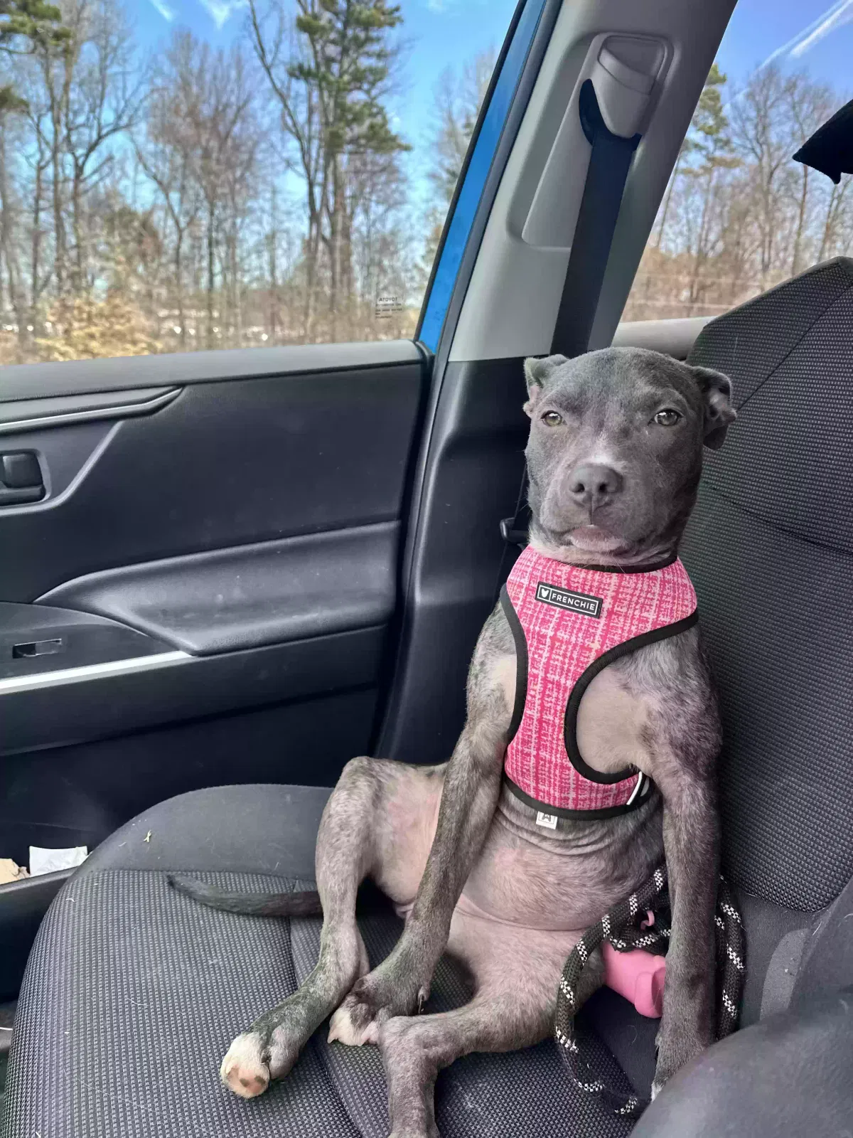 Lost dog in Greensboro, NC, 27409