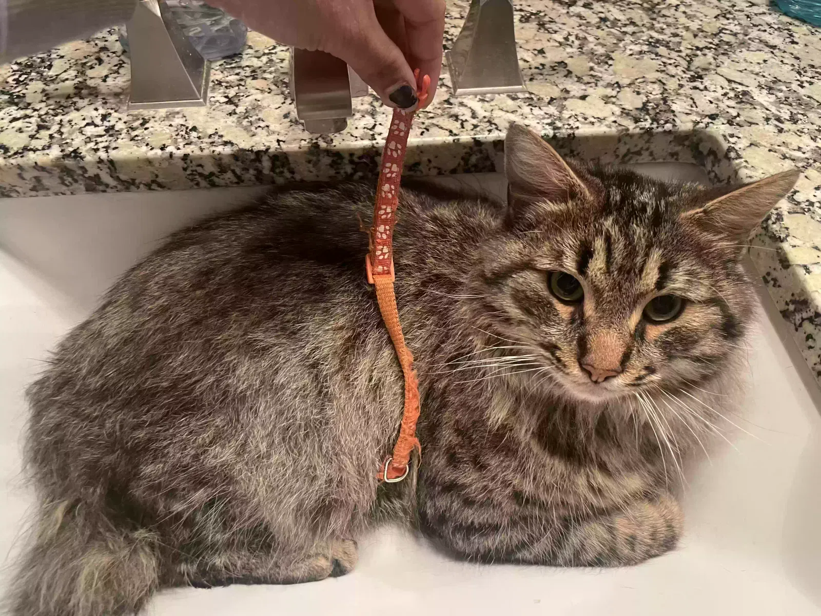 Found cat in Decatur, GA, 30033