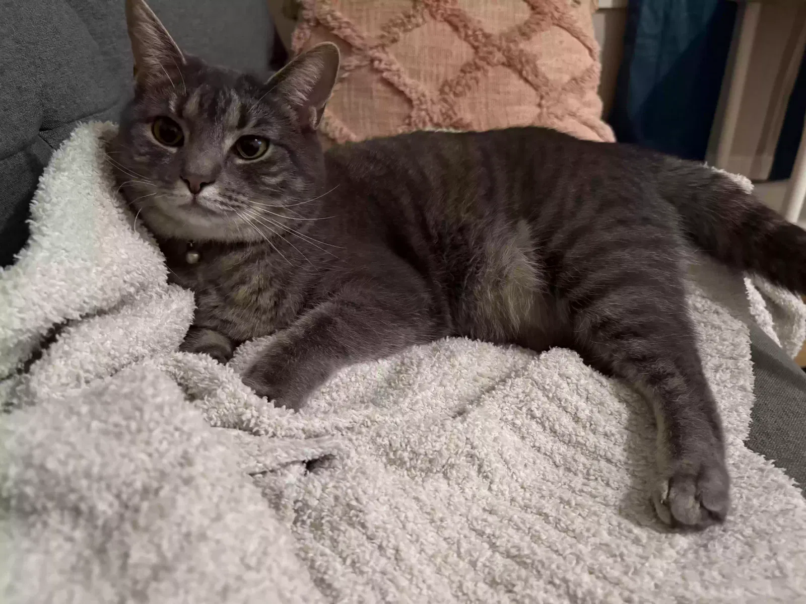 Lost cat in Saint Johns, FL, 32259