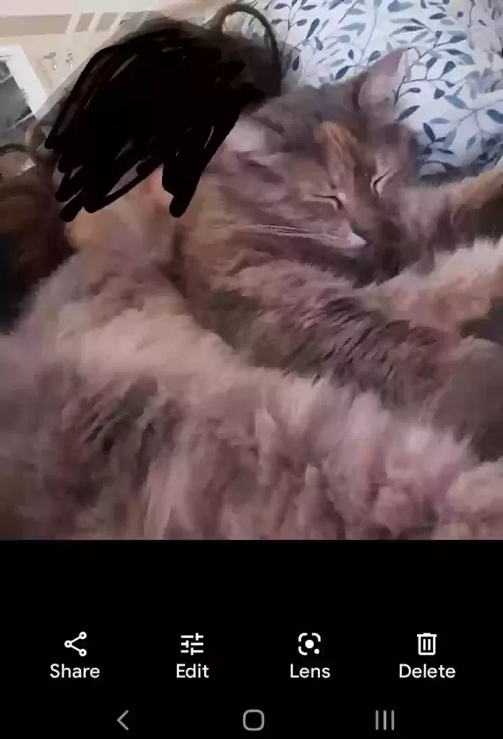 Lost cat in Salinas, CA, 93906