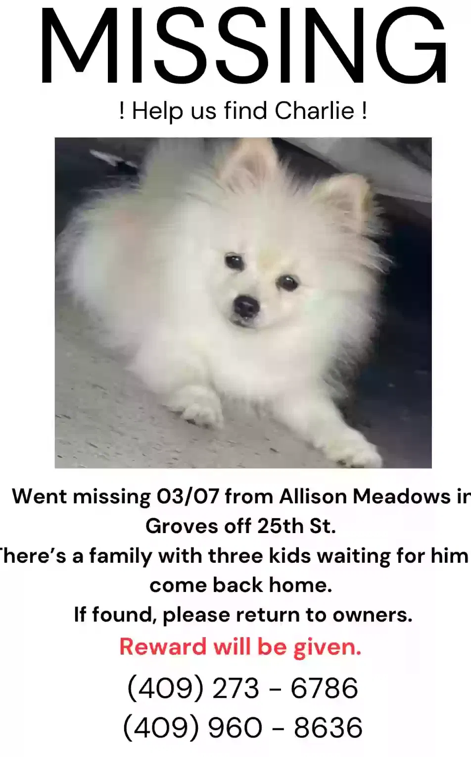 Lost dog in Groves, TX, 77619