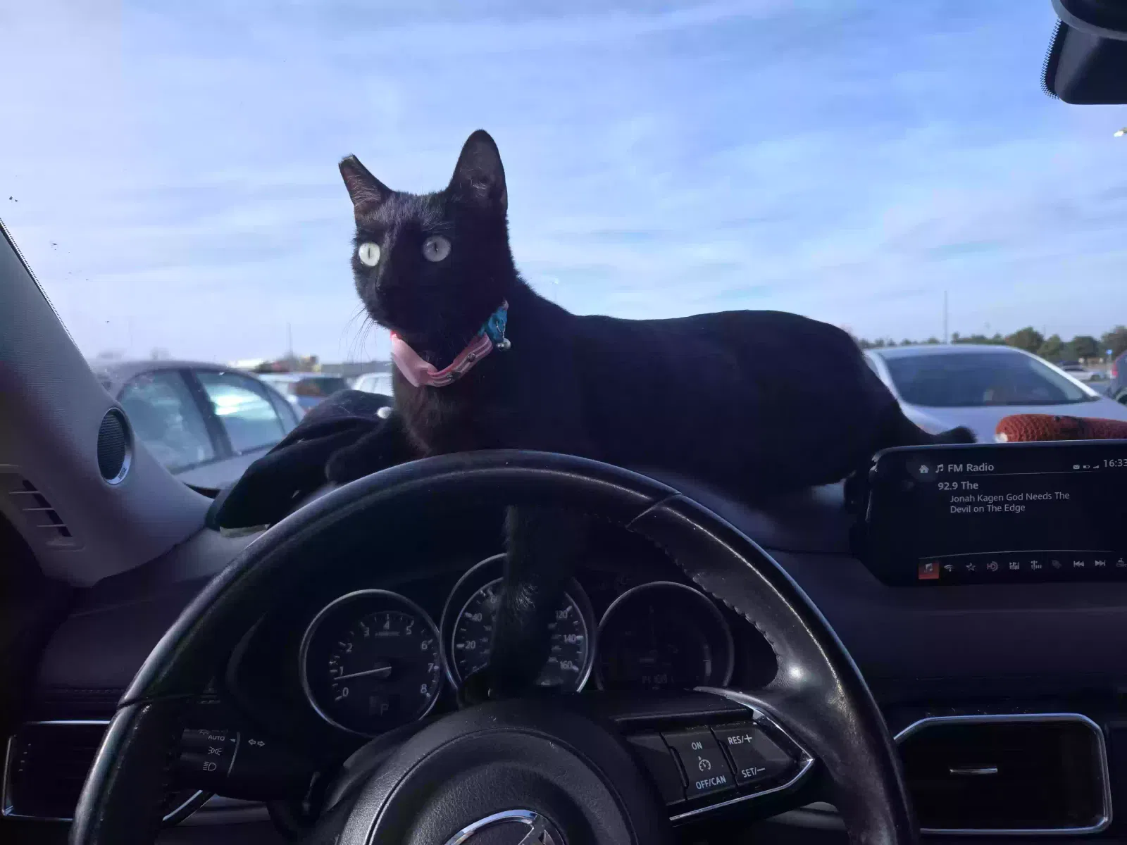 Lost cat in Oklahoma City, OK, 73145
