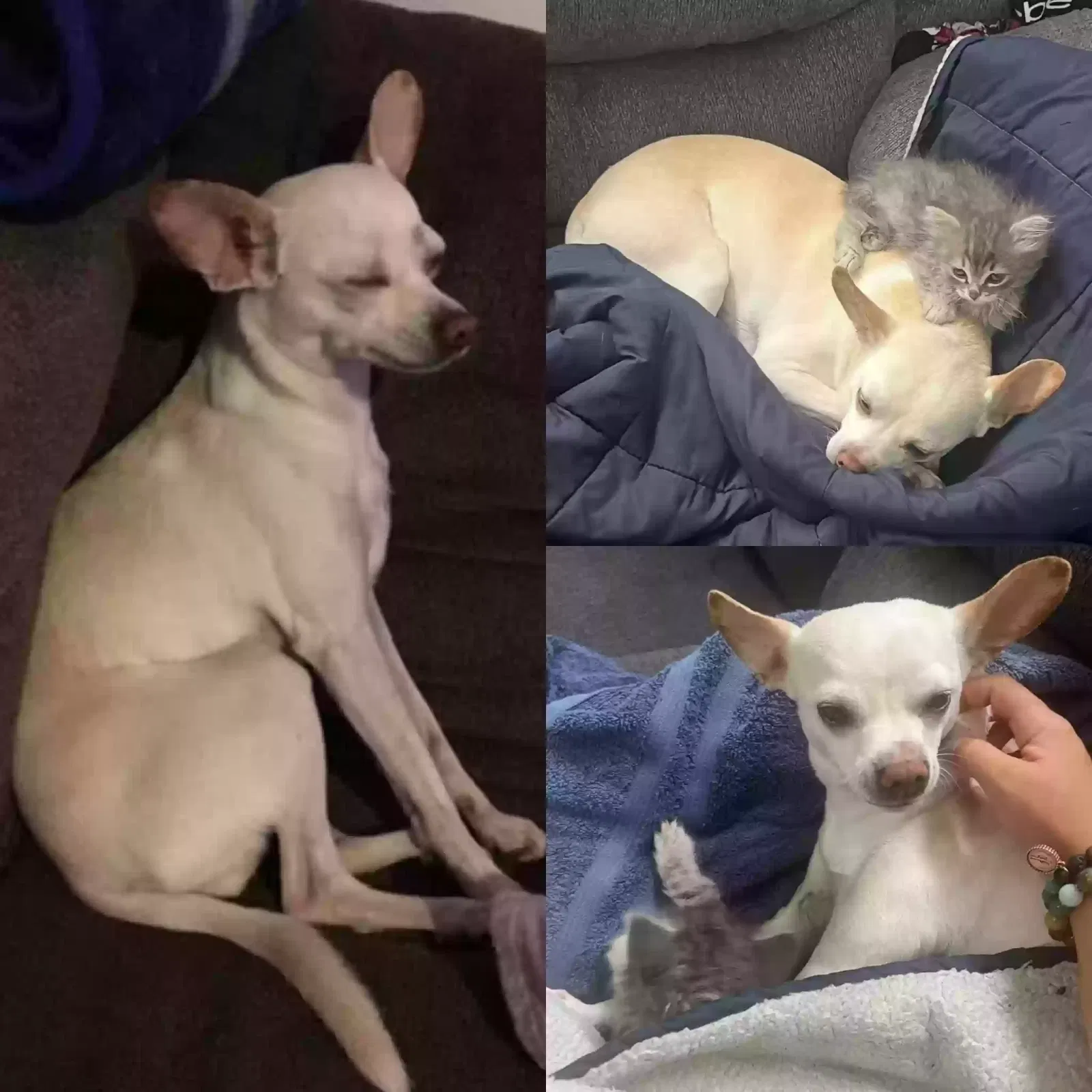 Lost dog in Phoenix, AZ, 85009