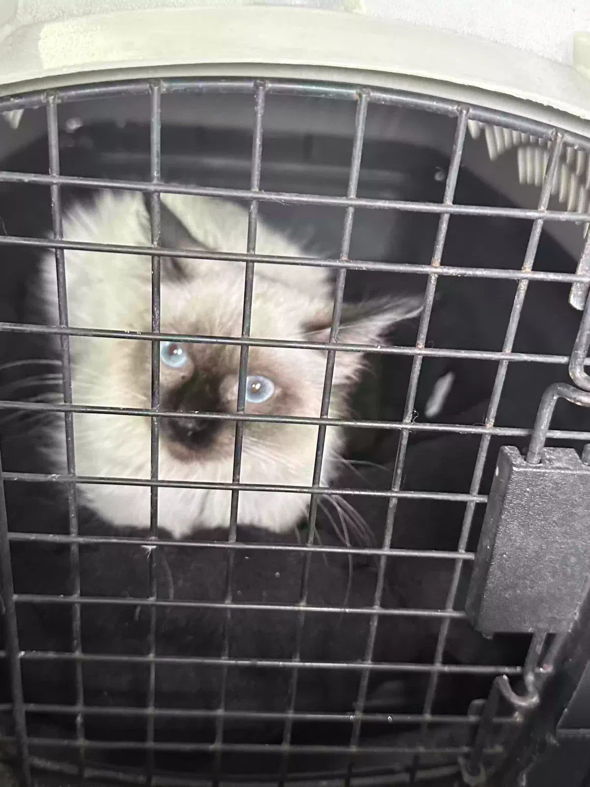 Lost cat in Rockford, MI, 49341