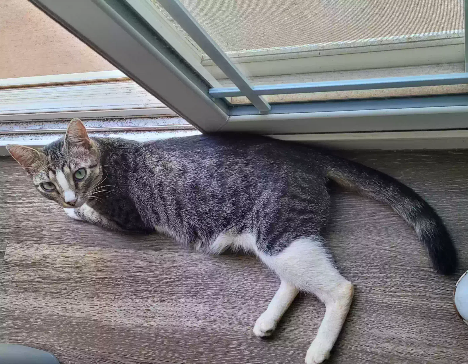 Lost cat in Simpsonville, SC, 29681