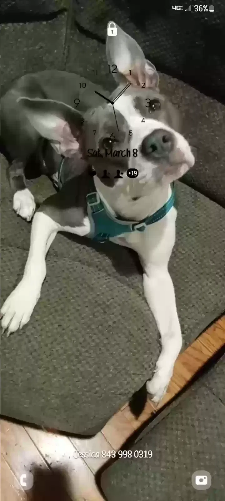 Lost dog in North Charleston, SC, 29418