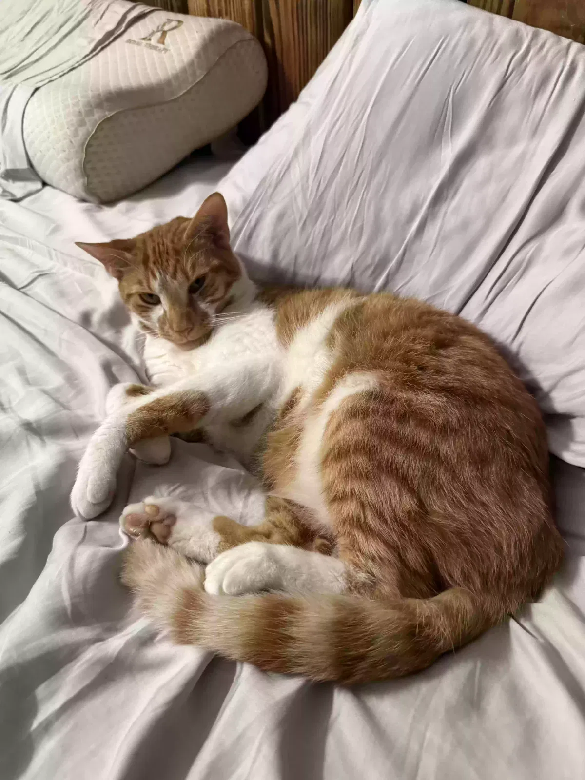Lost cat in Hohenwald, TN, 38462