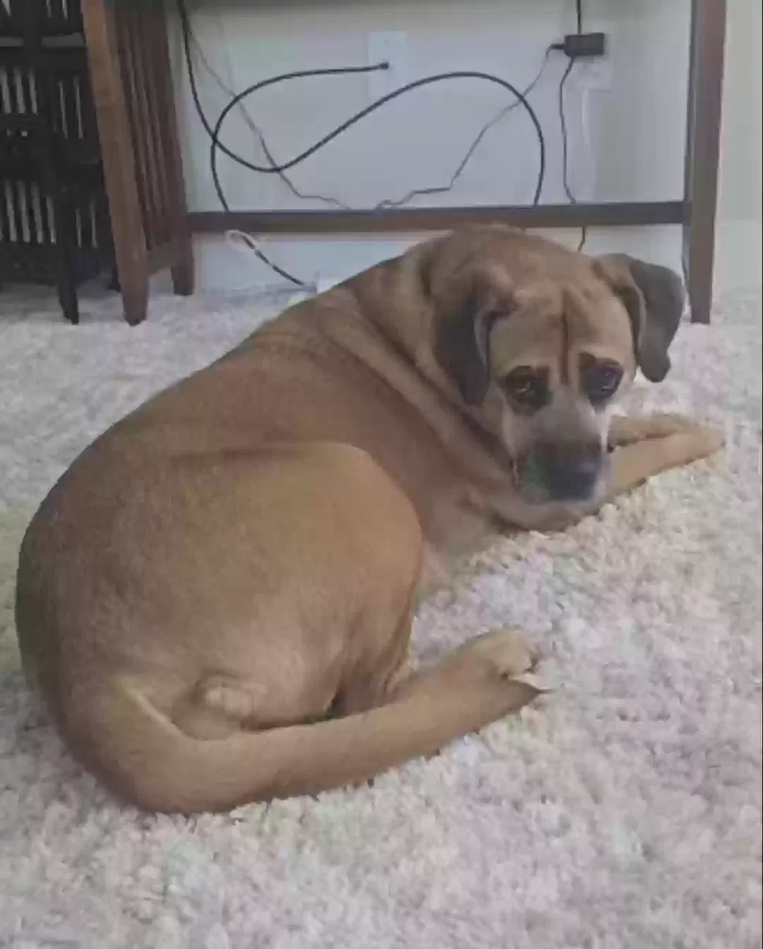 Lost dog in Stockbridge, GA, 30281