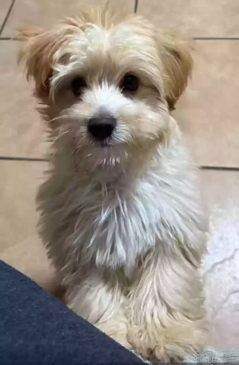 Lost dog in New Orleans, LA, 70125