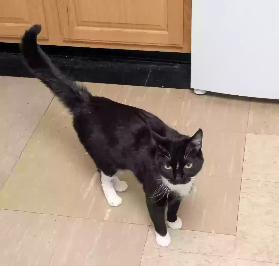 Lost cat in Rochester, NY, 14605