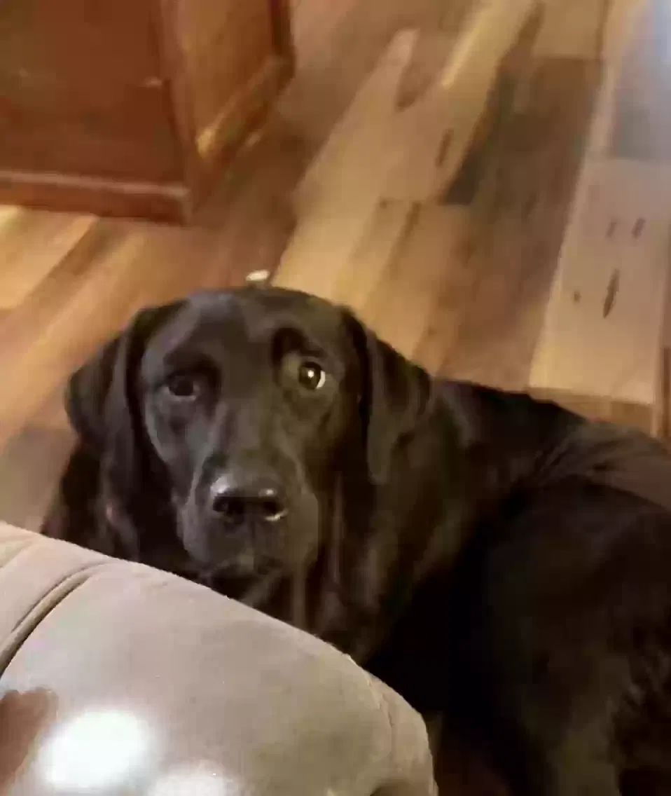 Lost dog in Oklahoma City, OK, 73110