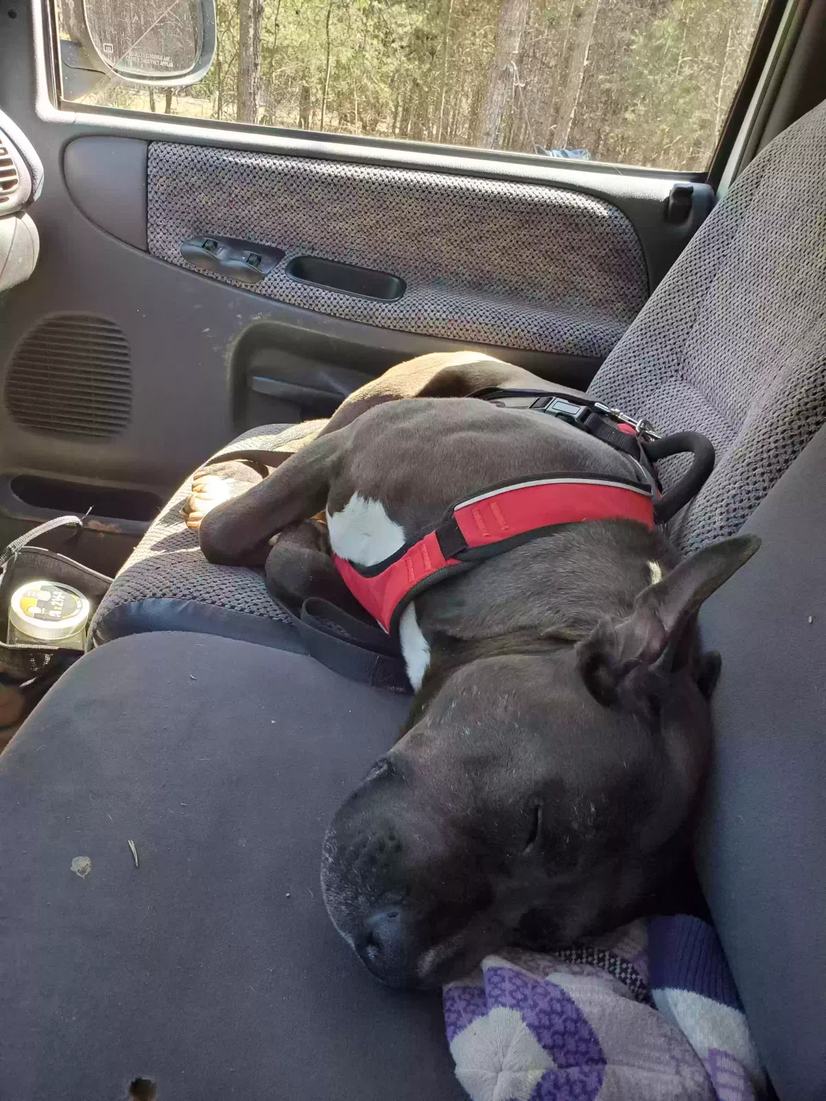 Lost dog in Sandy Ridge, NC, 27046