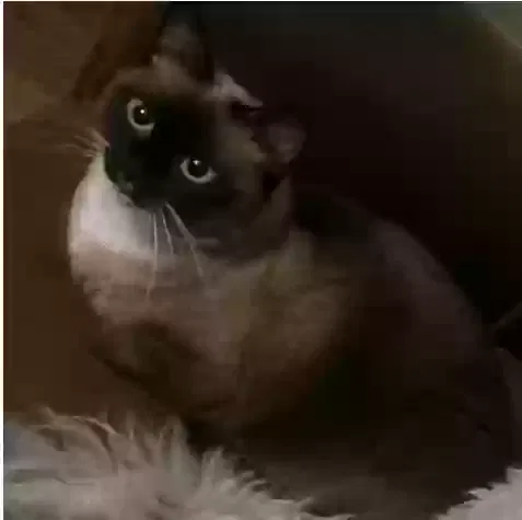 Lost cat in Chicago, IL, 60607