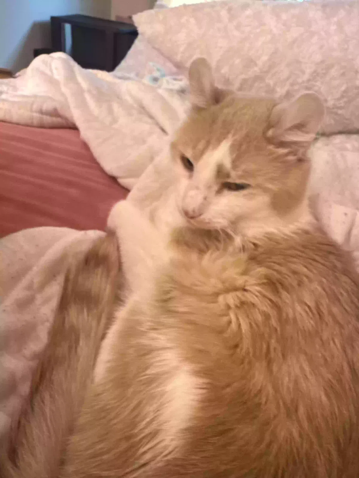 Lost cat in Rocky Hill, CT, 6067