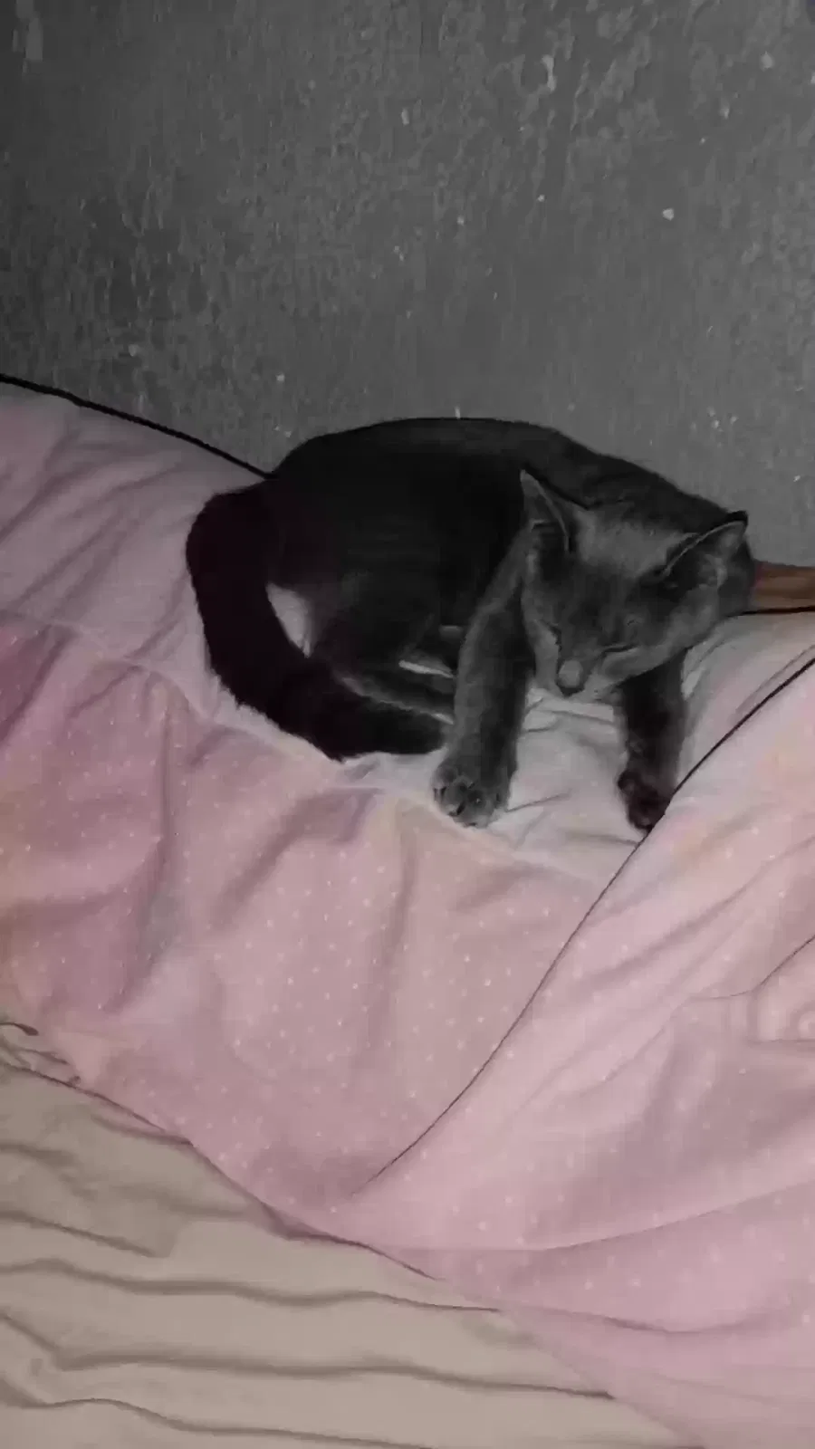 Lost cat in Jacksonville, FL, 32209