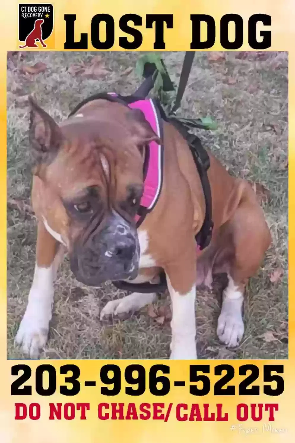 Lost dog in Dorado, PR, 646