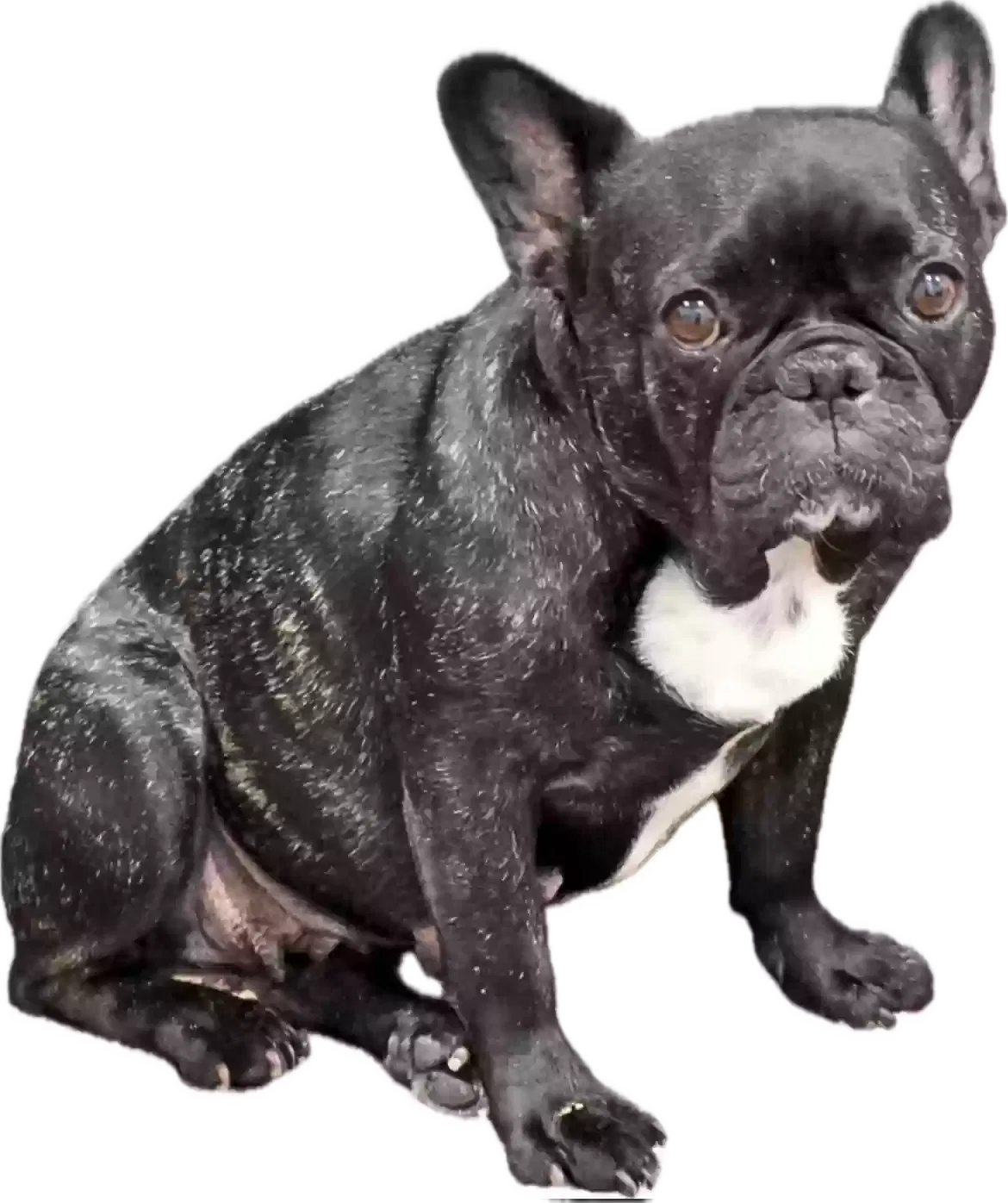 Lost dog in North Hollywood, CA, 91606