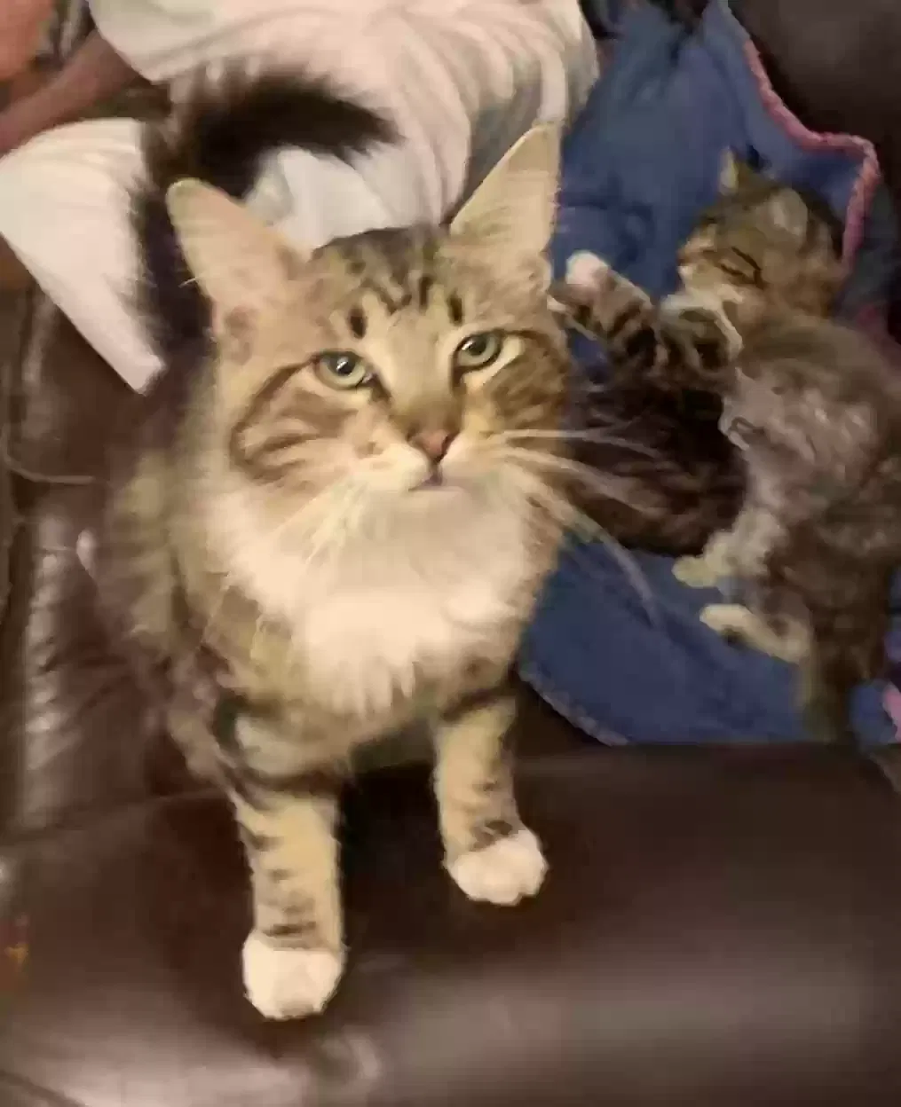 Lost cat in Covina, CA, 91723