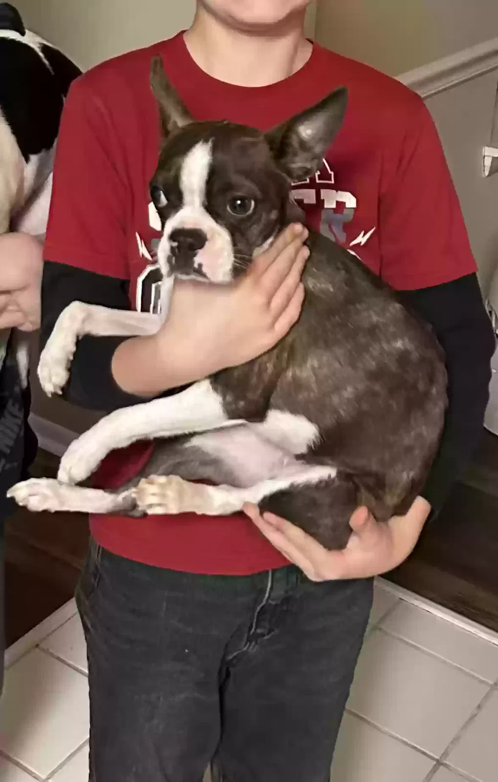 Lost dog in Nottingham, MD, 21236