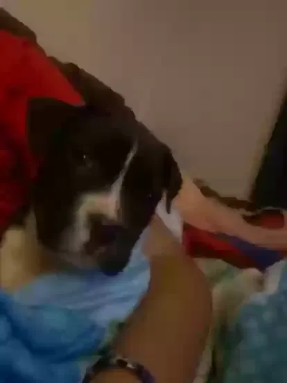 Lost dog in Oklahoma City, OK, 73109