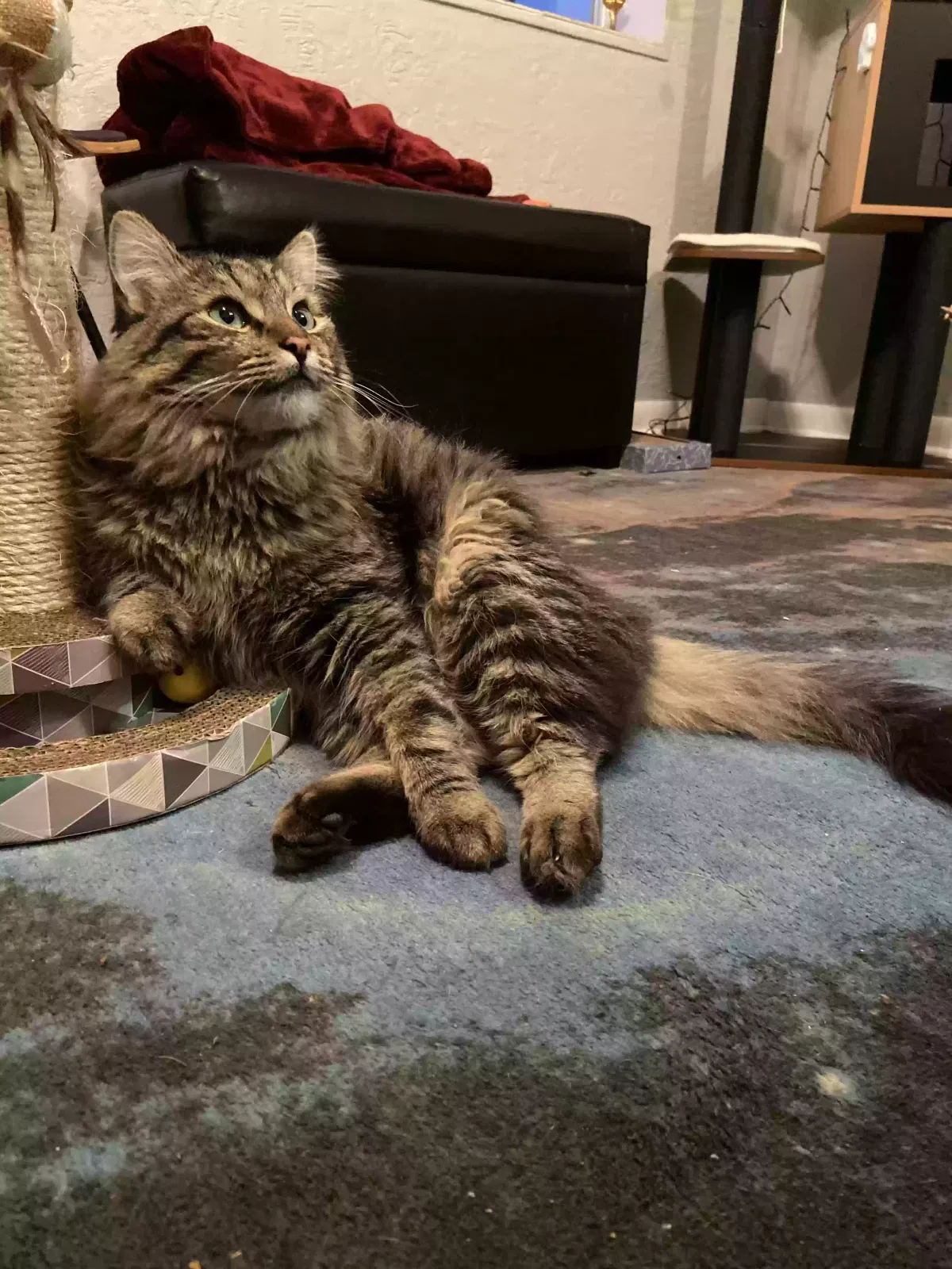 Lost cat in Salt Lake City, UT, 84104