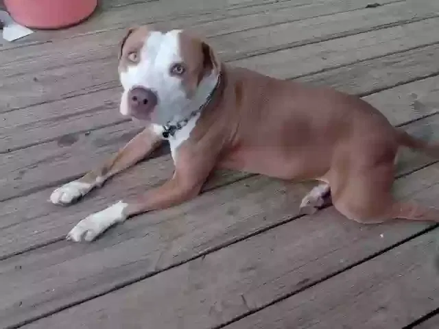 Lost dog in Taylors, SC, 29687