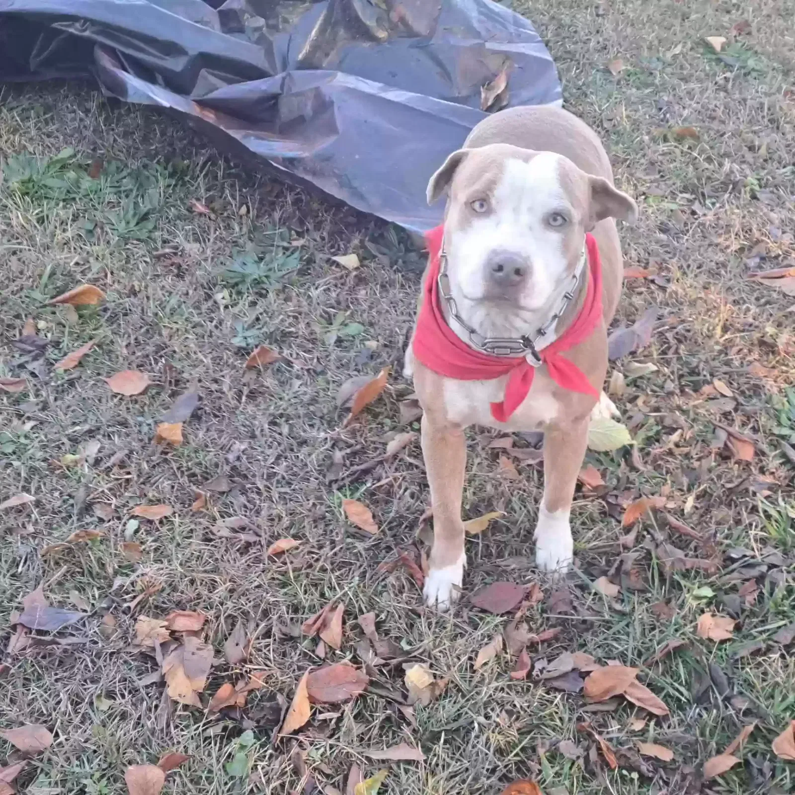 Lost dog in Taylors, SC, 29687