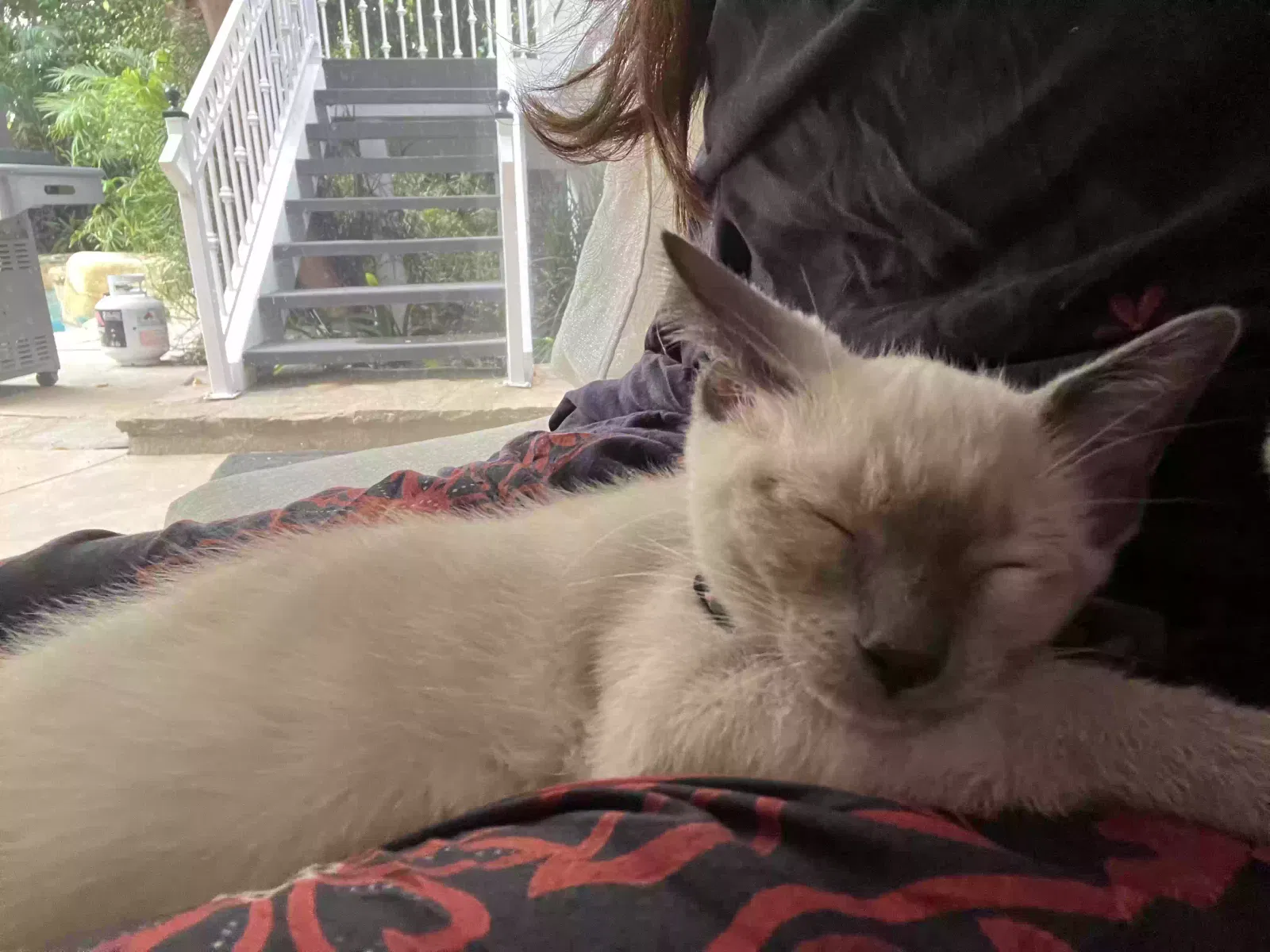 Lost cat in Santa Ana, CA, 92705