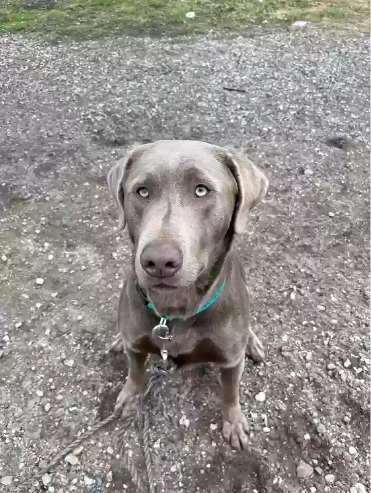 Lost dog in Muskegon, MI, 49445
