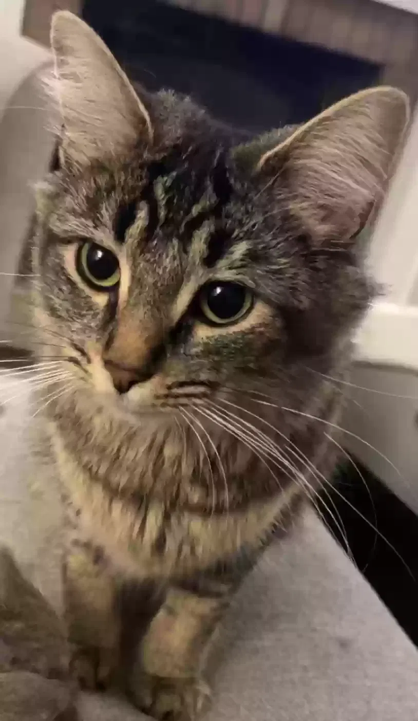 Lost cat in Knoxville, TN, 37920