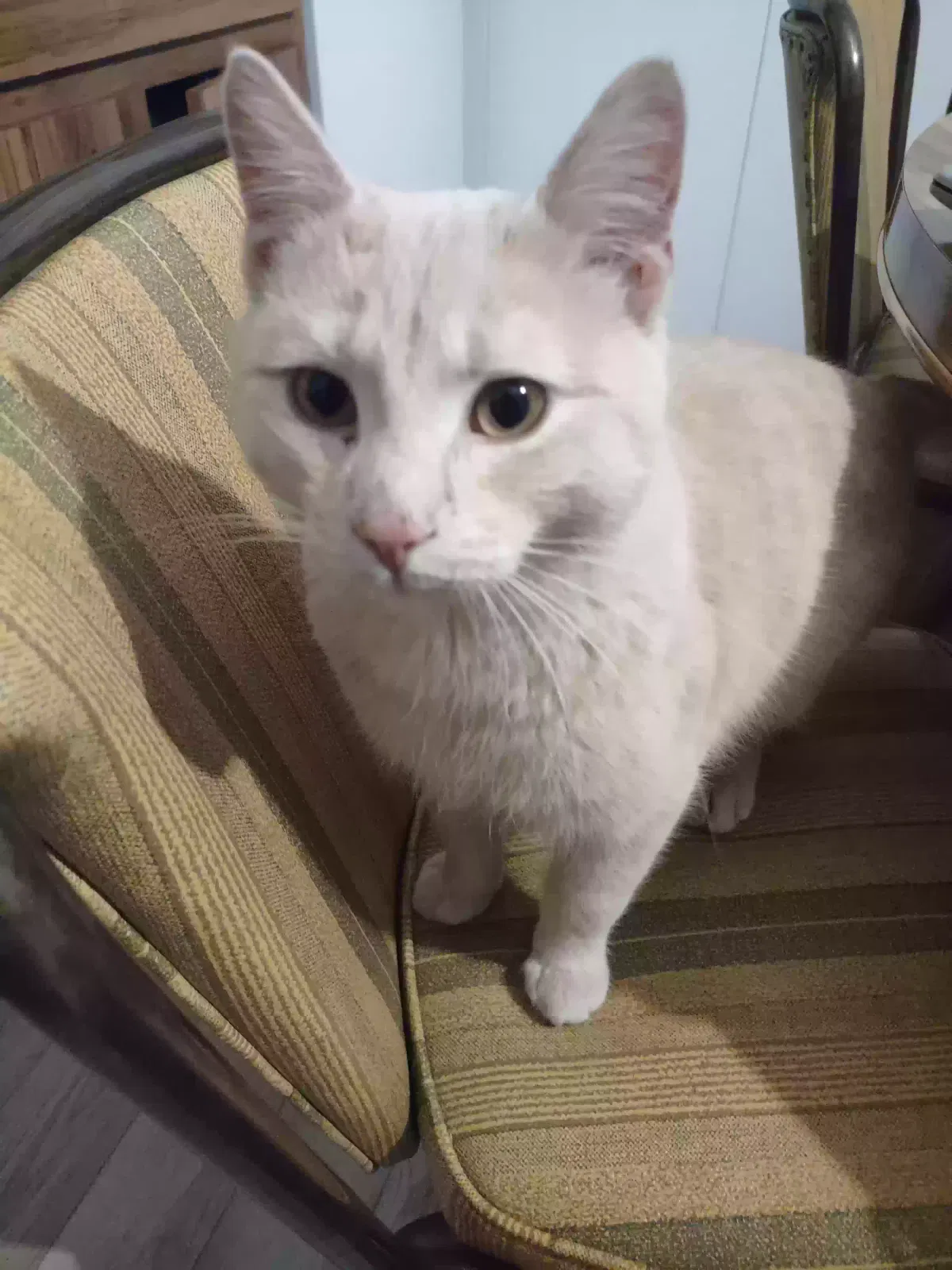 Found cat in Unknown, WI, 5121