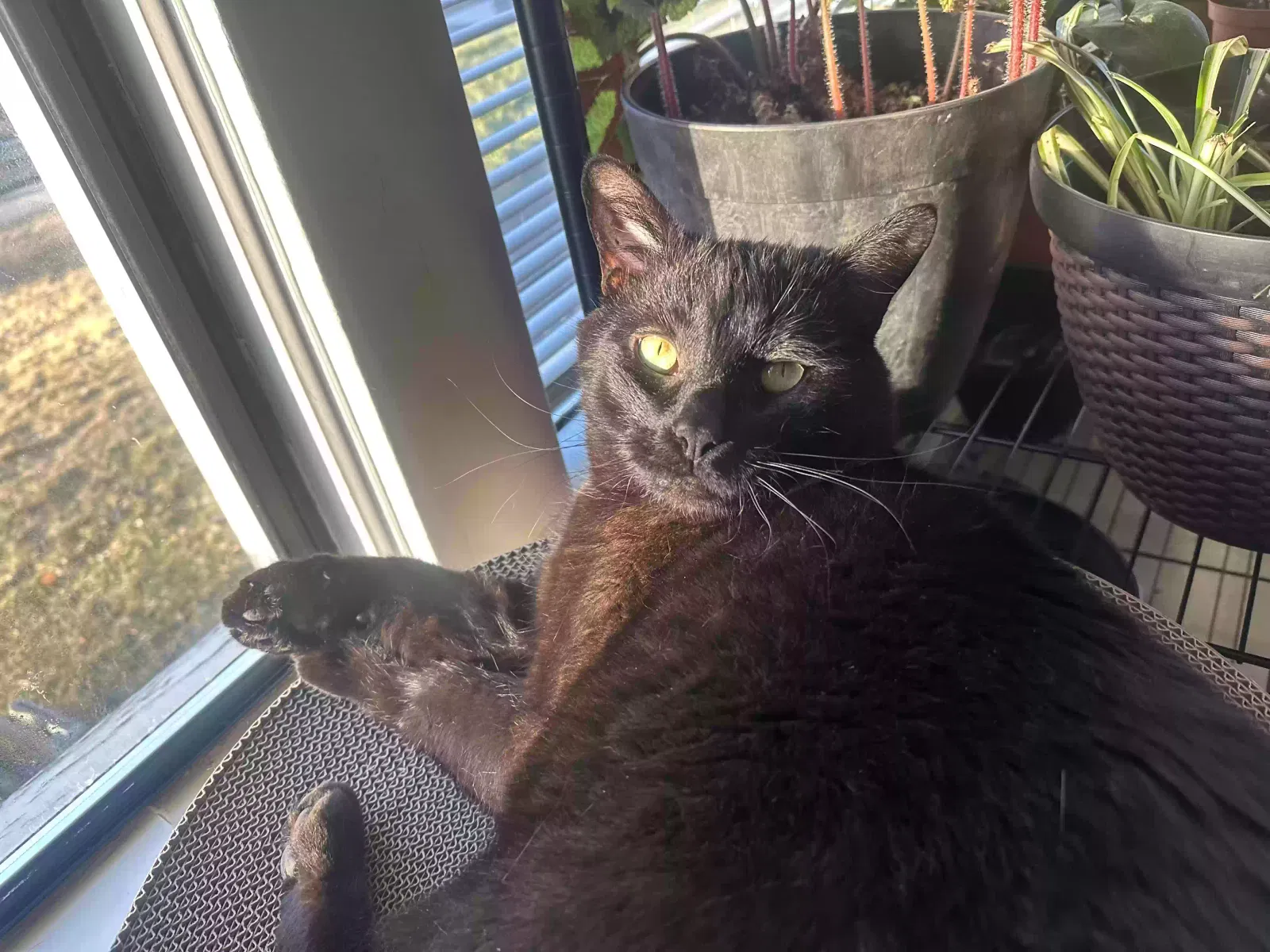 Lost cat in Unknown, OR, 97703